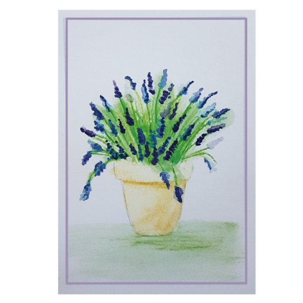 Lavenders-blue